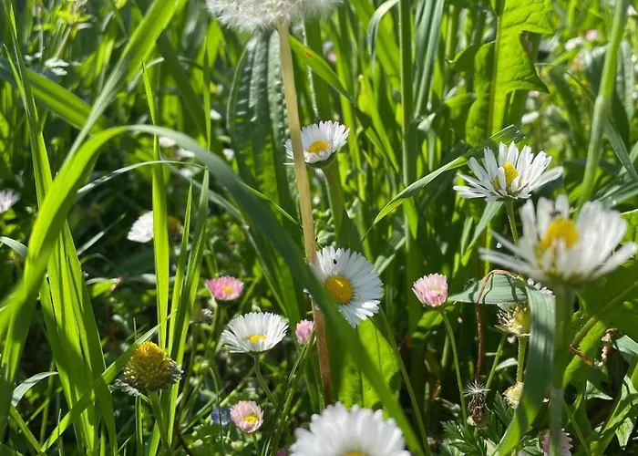 Affittacamere La Casa Degli Artisti Castel Maggiore