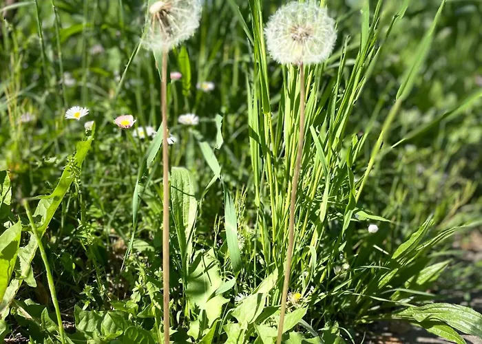 La Casa Degli Artisti 3*